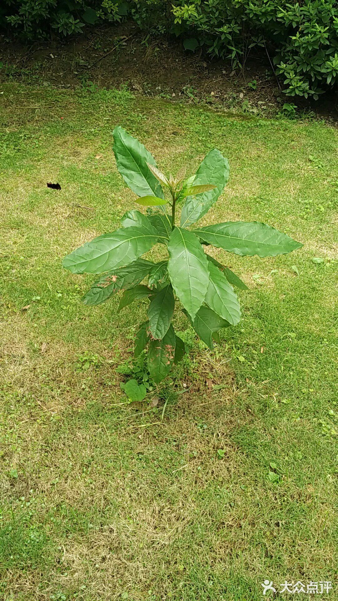 保持土壤湿润，待长到3～4寸左右就可以移植到花园里