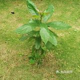 保持土壤湿润，待长到3～4寸左右就可以移植到花园里