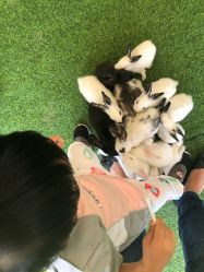 -萌宠亲子动物乐园(槐房万达店)