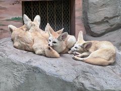 -上海野生动物园
