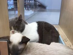 -屋虎猫馆(宝安大仟里店)