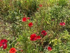 -白草畔自然风景区