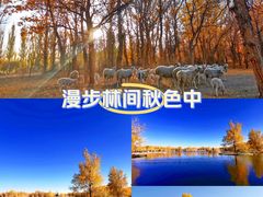 -金塔沙漠胡杨林景区