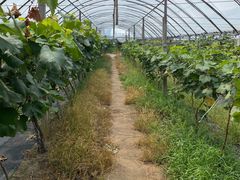 -马陆小张葡萄园农家乐