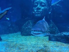-暹罗海洋世界