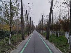 -合肥滨湖国家森林公园