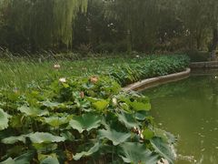 -康庄公园