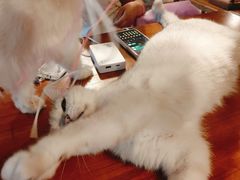 -猫猫幼稚园·撸猫·桌游·电玩
