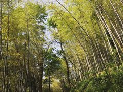 iphone_upload_pic-西湖风景区十里琅珰-五云山