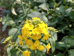 -合肥滨湖国家森林公园