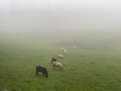 -菌之家·专业纯野生菌火锅·特色炒菌