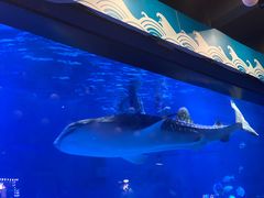 -烟台海昌鲸鲨海洋公园