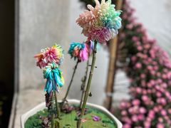 -杭州植物园