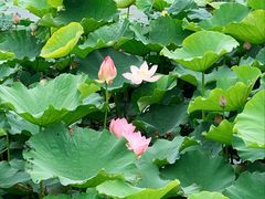 -七的湖·晚芳亭·阳澄湖农家菜·大闸蟹(莲花岛店)