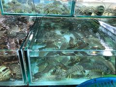-班赞海鲜市场