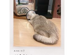 -爱侣宠医·鹦鹉专科·小型哺乳类·异宠专科(灵石路店)