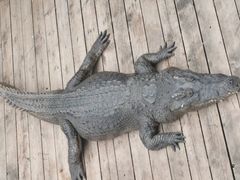 -深圳野生动物园
