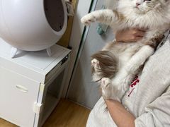 -喵百万·布偶·蓝金金渐层英短·猫舍(百子湾店)