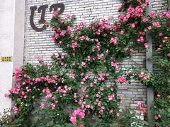 -四川省成都市彭州市白鹿镇