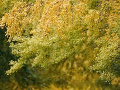 -三里屯东五街银杏大道