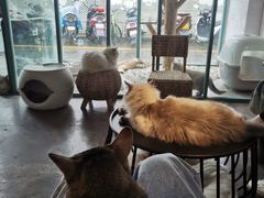 -喵屿·大理花园猫咖