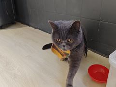 -豆逗聊愈猫阁Easy Life