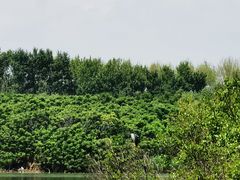 -丁香湖公园