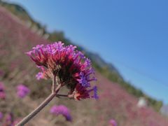 -北京东方普罗旺斯薰衣草庄园