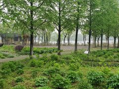-杭州湾海上花田景区