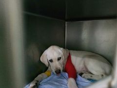 -汪喵宠物医院·骨科心脏影像·犬猫急重症ICU诊疗中心(成华分院)