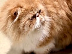 -藏猫猫咖啡主题馆(中央大道店)