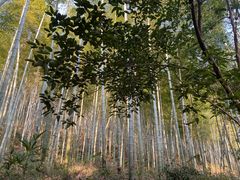 -上海佘山国家森林公园天马山园