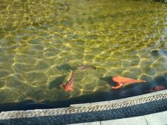 -千岛湖城中湖游船码头