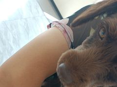 -德元·美联众合24小时动物医院(总院)
