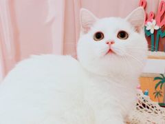 -70cat德文卷毛猫·缅因猫纯种猫舍