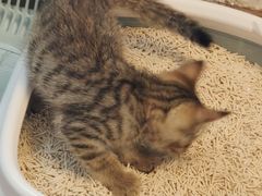 -艾贝尔宠物医院·24H转诊中心·肿瘤猫专科(江宁双龙店)