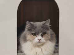 -楼上猫咖(罗湖店)