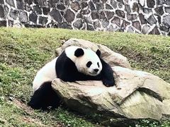 -都江堰中华大熊猫苑
