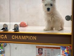 -翊宠yipet猫狗购宠庄园犬舍•猫舍