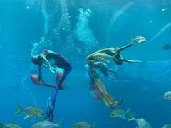 -瑞德姆美人鱼海底演艺主题餐厅(亚龙湾店)