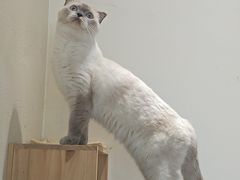 -藏猫猫咖啡主题馆(中央大道店)