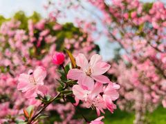 -顾村公园
