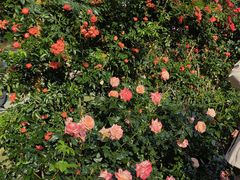 -人民公园(罗湖区)