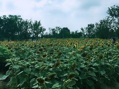 景点-天府芙蓉园
