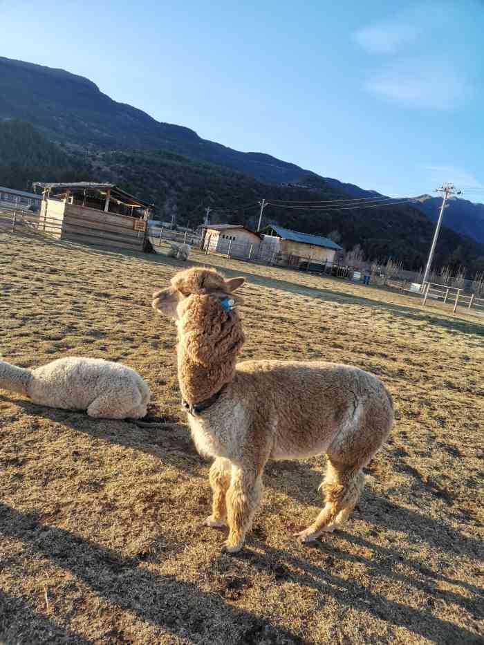 丽江孝尊木梨庄园-"真的超美的,当之无愧丽江的新西兰. - .