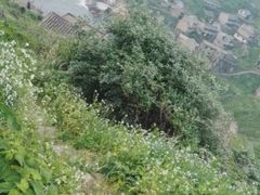 -枸杞岛