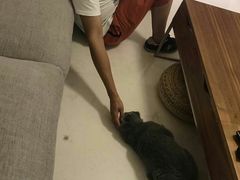 -超宠爱宠物摄影-Super pet
