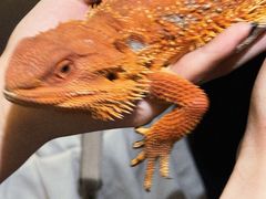 -帕帕拉兹宠物(亚洲旗舰店)