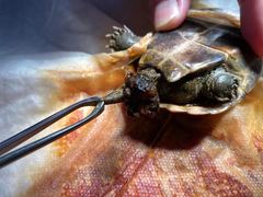 -佳雯宠物医院(四明中路分院)