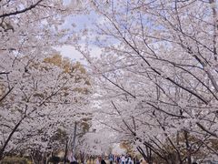 -高东镇樱花园